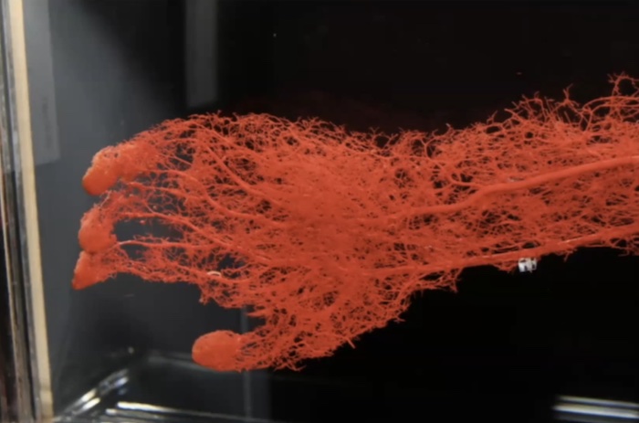 blood vessels of the forearm