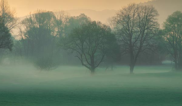 Foggy green field with leafless trees