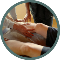 The Apricot Grove | Neijing Nature-Based Medicine Advanced Surgical Anatomy